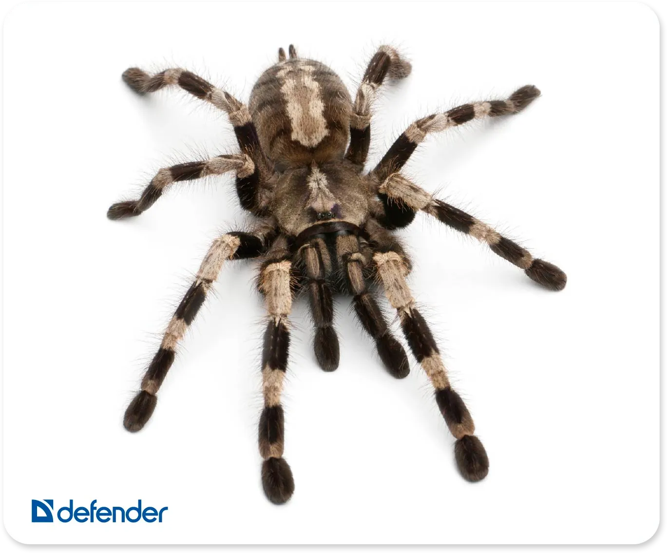 Defender Silk 50706/50707